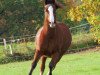 dressage horse Nougat (German Riding Pony, 1997)