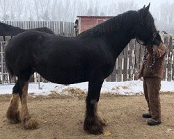 broodmare Dew Ridge Queen 3rd (Clydesdale, 2013, from Battle River Montgomery)