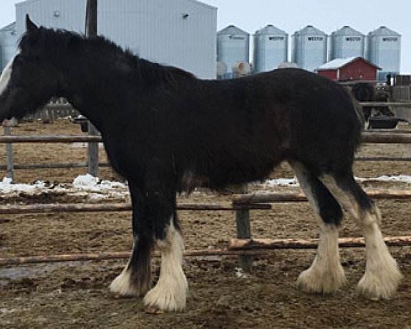 horse Cey's Princess (Clydesdale, 2016, from Doura Dew-Ridge Douglas)