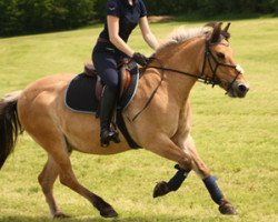 horse Leopold (Fjord Horse, 1997)