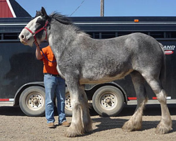 Zuchtstute Delta's Welsh (Clydesdale, 2009, von Battle River Duncan)