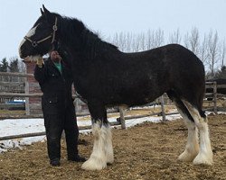 horse Cey's Paula (Clydesdale, 2015, from Amethyst Hayden)