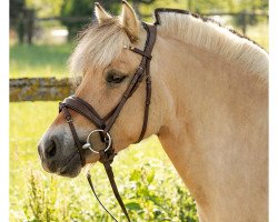 broodmare Bram's Hazel (Fjord Horse, 2016, from Bram)