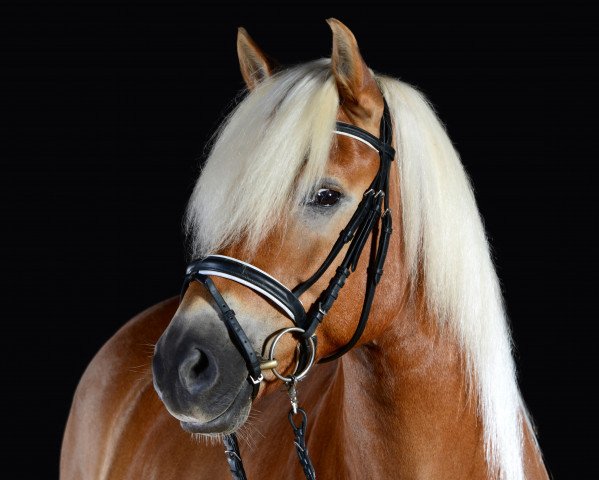 dressage horse Atif (5,66% ox) (Edelbluthaflinger, 2010, from Atomik (3,13% ox))