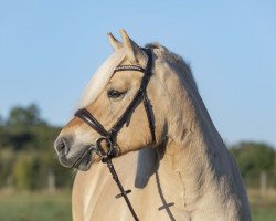 Pferd Garant's Hjella (Fjordpferd, 2012, von Garant Halsnæs )