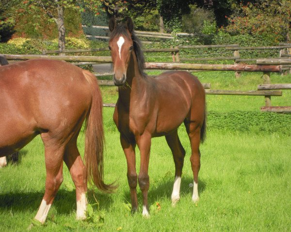 broodmare Violette.............. (Oldenburg, 2017, from Vitalis)