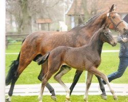 dressage horse Furst Dance Dxb (Oldenburg, 2013, from Fürstenball)