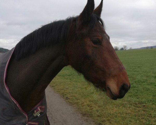 horse Blanca (Polish Warmblood, 2016, from Amur)