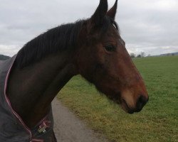 horse Blanca (Polish Warmblood, 2016, from Amur)