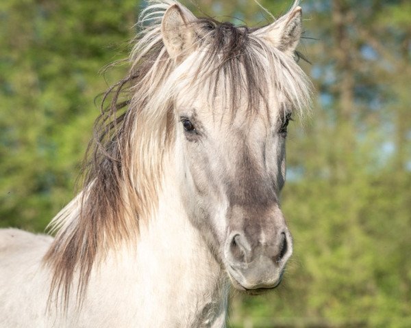 horse Haribo vom Eidenbach (Fjord Horse, 2016, from Haakon)