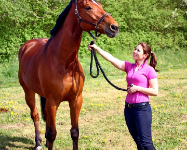 broodmare Loreley 74 (Oldenburg, 1998, from Lordanos)