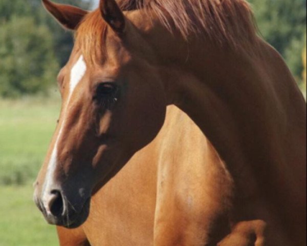 broodmare Lili Marleen 26 (Hanoverian, 2006, from Londonderry)