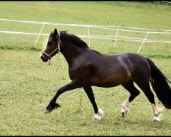 dressage horse Meisterhof’s Rejana (Welsh-Cob (Sek. D), 2014, from Trevallion Harry Potter)