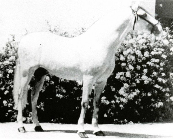 stallion Habanero XI (Pura Raza Espanola (PRE), 1973, from Hacendoso IX)
