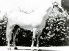 stallion Habanero XI (Pura Raza Espanola (PRE), 1973, from Hacendoso IX)