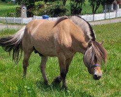 stallion Gerben (Fjord Horse, 2010, from Kunar)