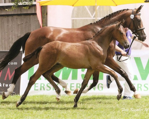 broodmare Silhouette (Oldenburg, 2010, from Sandro Hit)