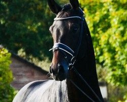 dressage horse Dr Watson (Hanoverian, 2015, from Dr. Watson)