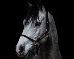 dressage horse Phantasos Goldschmidt (Trakehner, 2013, from Goldschmidt)