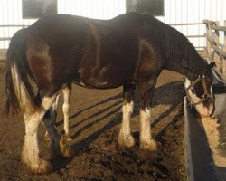 Zuchtstute CRW Black Gold (Clydesdale, 2004, von Joseph Lake's Royal Prince)