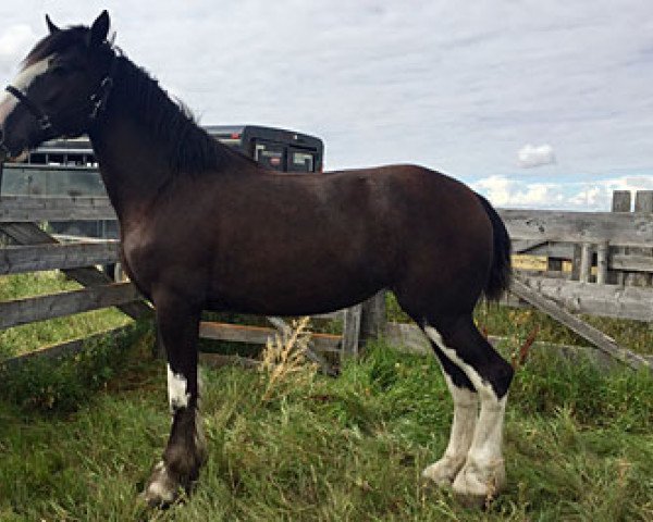 Pferd Cey's Missy (Clydesdale, 2015, von Amethyst Hayden)