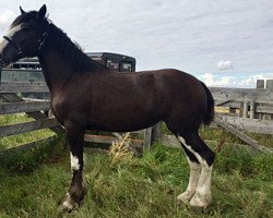 Pferd Cey's Missy (Clydesdale, 2015, von Amethyst Hayden)