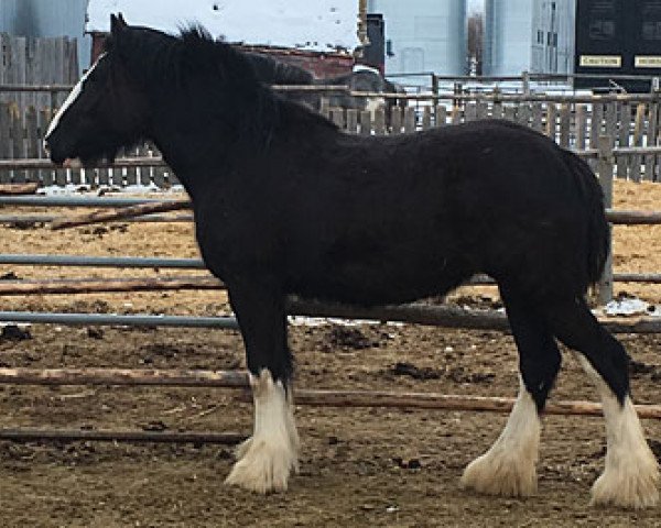 Pferd Cey's Melissa (Clydesdale, 2016, von Renaissance Prince Avery)