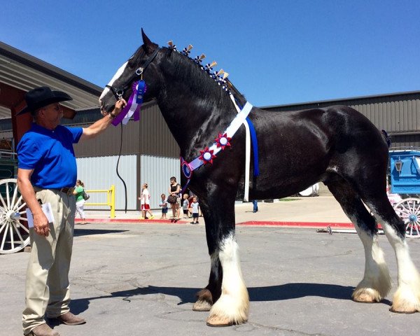 Pferd Joseph Lake's Gladiator (Clydesdale, 2011, von Tartan Macleod)