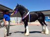 Pferd Joseph Lake's Gladiator (Clydesdale, 2011, von Tartan Macleod)