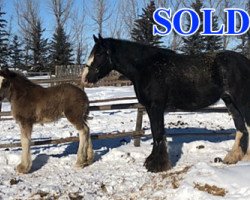 broodmare Cey's Melanie (Clydesdale, 2015, from Joseph Lake's Gladiator)