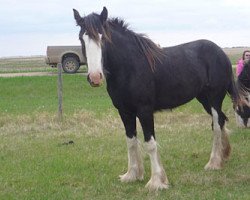 Zuchtstute Sandy Ridge Karlee (Clydesdale, 2011, von Donegal Lockinvar)