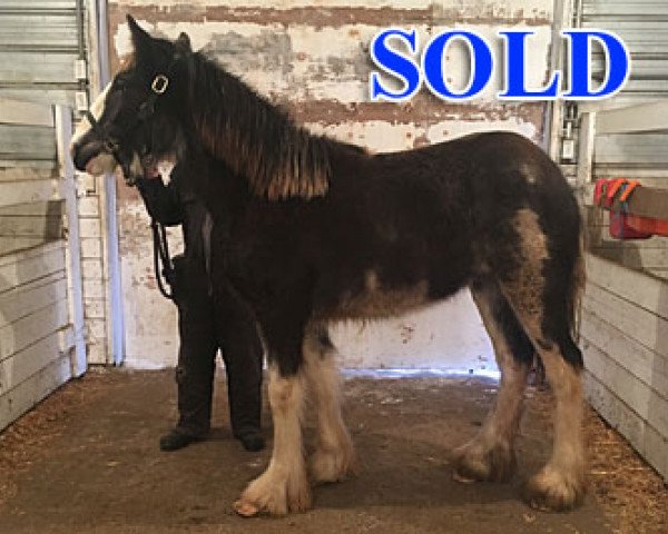 Pferd Cey's Marie (Clydesdale, 2018, von Willow Way Nightlight)