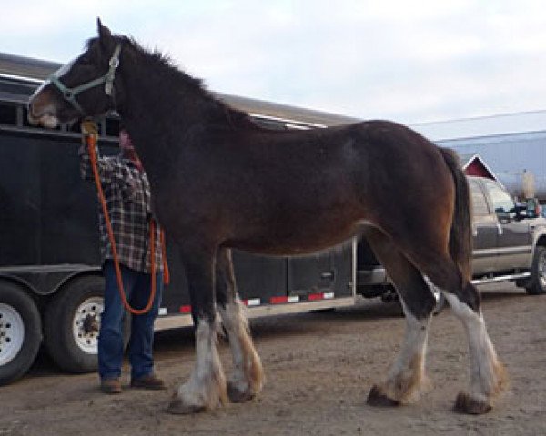 Zuchtstute Willow Way Kesha (Clydesdale, 2010, von Willow Way Bacardi)