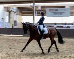 dressage horse Ray Ban 11 (Westphalian, 2009, from Rohniro)