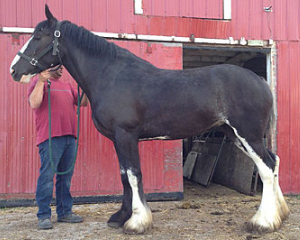 Zuchtstute Grandview Justin's Vada (Clydesdale, 2012, von Mountain Meadows Sir James)