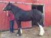 broodmare Donegal Greta's Garbo (Clydesdale, 2009, from Donegal Lockinvar)