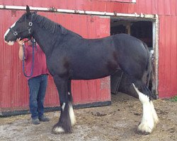 Zuchtstute Donegal Greta's Garbo (Clydesdale, 2009, von Donegal Lockinvar)