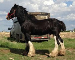 Deckhengst Major Footprint (Clydesdale, 1999, von Ayton Final Footprint)