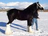 Deckhengst Wolf Mound's Noah Turbine (Clydesdale, 1997, von Bluffviews Newsworthy Noah)