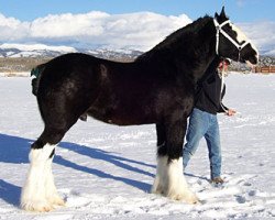 stallion Wolf Mound's Noah Turbine (Clydesdale, 1997, from Bluffviews Newsworthy Noah)