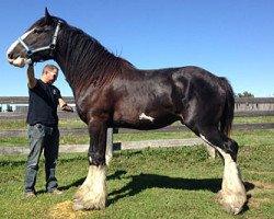 Deckhengst Hidden Valley Master Emerson (Clydesdale, 2013, von Wolf Mound's Noah Turbine)