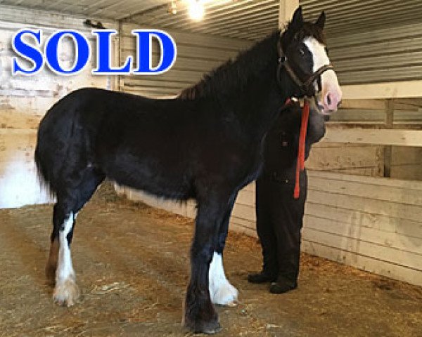 horse Cey's Emily (Clydesdale, 2016, from Hidden Valley Master Emerson)