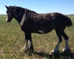 Zuchtstute Hidden Valley Midnight Jewel (Clydesdale, 2012, von Amethyst Hayden)