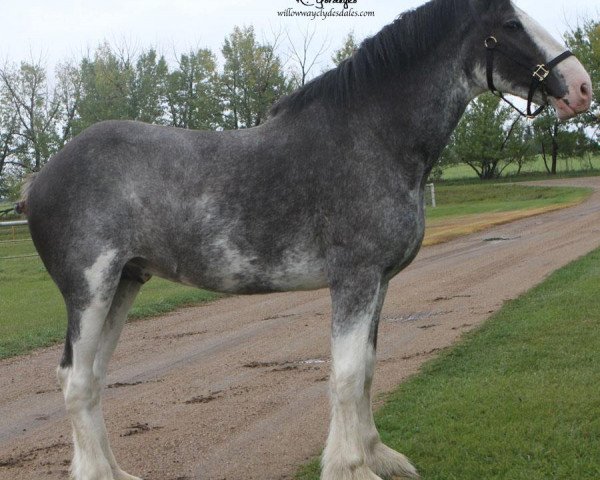 stallion Willow Way Nightlight (Clydesdale, 2013, from Deighton Zoom)