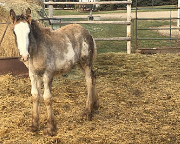 horse Cey's Nikki (Clydesdale, 2018, from Willow Way Nightlight)