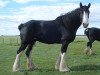 Zuchtstute High Plains Heather (Clydesdale, 2006, von Donegal Junior Jewel)