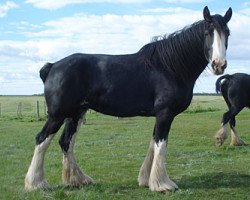 broodmare High Plains Heather (Clydesdale, 2006, from Donegal Junior Jewel)