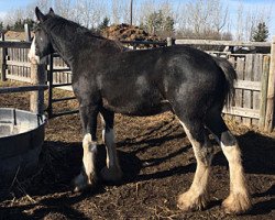 horse Cey's Brayden (Clydesdale, 2017, from Amethyst Hayden)