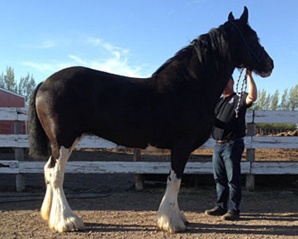 broodmare Donegal Bernice (Clydesdale, 2003, from Armageddon's Lord Cain)