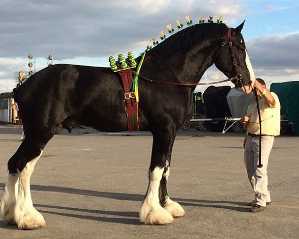 stallion Somewhere Doc's Black Jack (Clydesdale, 2010, from Donegal Dr Pepper)